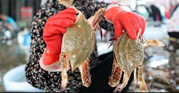 chọn ghẹ, chọn ghẹ tươi ngon, kiến thức 
