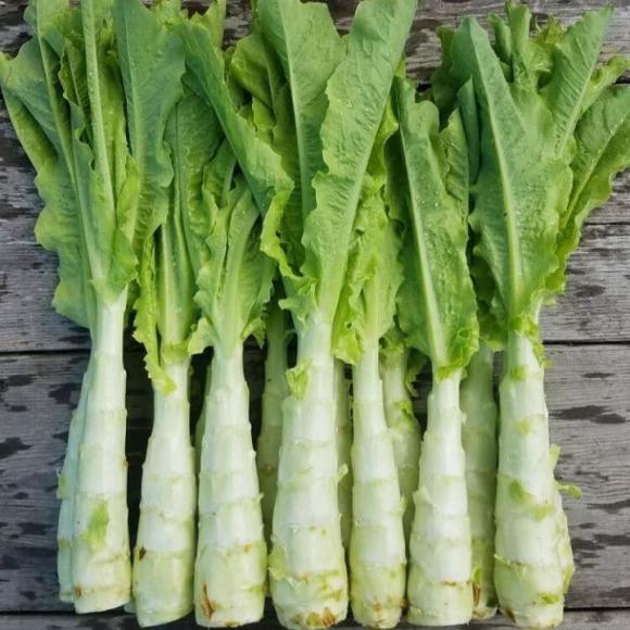 mua rau diếp tây, rau diếp tây, cách chọn rau diếp tây