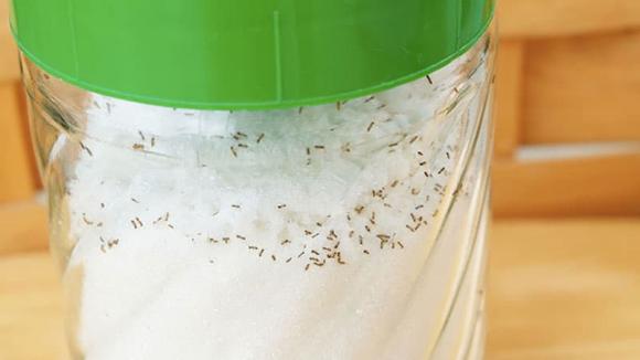 kiến, cách đuổi kiến, tiêu diệt kiến