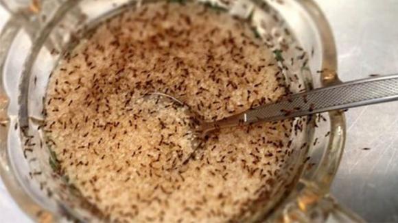 kiến, cách đuổi kiến, tiêu diệt kiến
