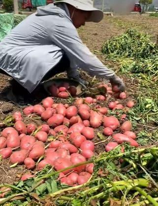 khoai tây đỏ, giá khoai tây đỏ, giá trị khoai tây 