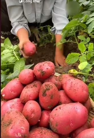 khoai tây đỏ, giá khoai tây đỏ, giá trị khoai tây 