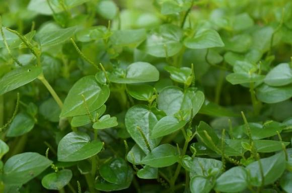 rau càng cua, salad rau càng cua, món ngon từ rau càng chua