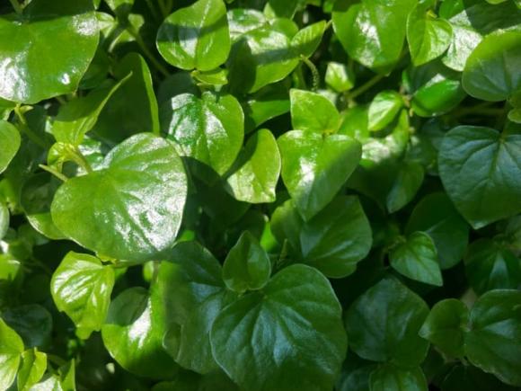 rau càng cua, salad rau càng cua, món ngon từ rau càng chua