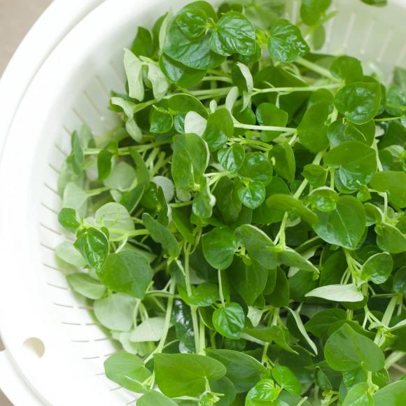 rau càng cua, salad rau càng cua, món ngon từ rau càng chua