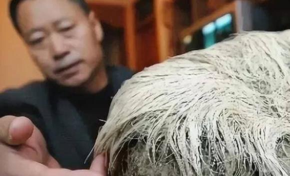 hòn đá, chuyện lạ, đá có tóc