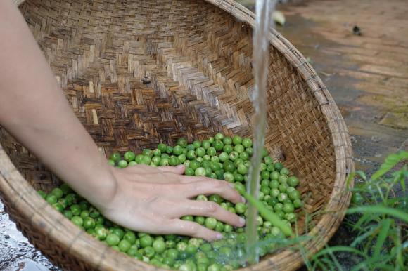 quả cà dại, quả cà, món ngon từ cà 