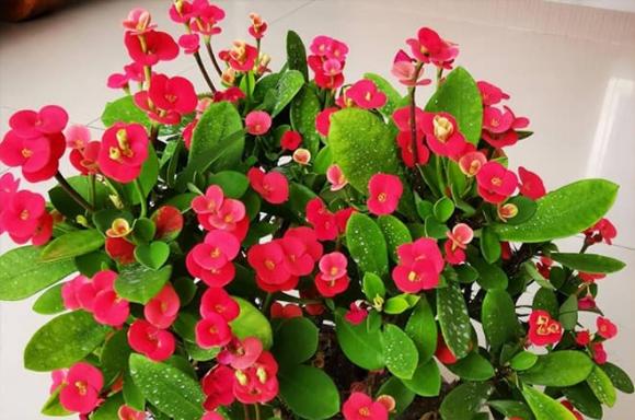 cây độc, cây trạng nguyên, cây trúc đào, cây xương rồng bát tiên