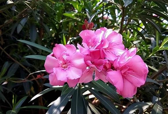 cây độc, cây trạng nguyên, cây trúc đào, cây xương rồng bát tiên