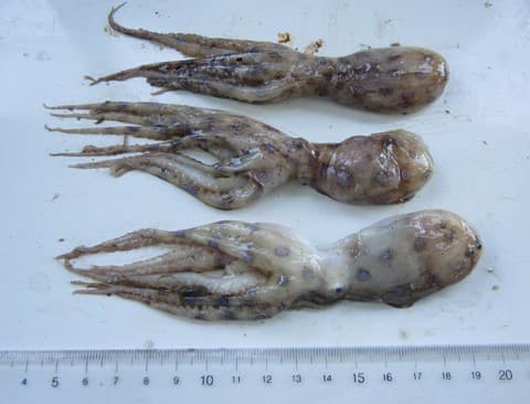 bạch tuộc, bạch tuộc có đốm xanh, bạch tuộc có đốm xanh nguy hiểm