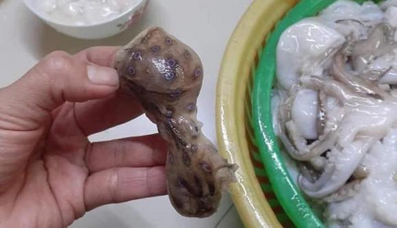 bạch tuộc, bạch tuộc có đốm xanh, bạch tuộc có đốm xanh nguy hiểm