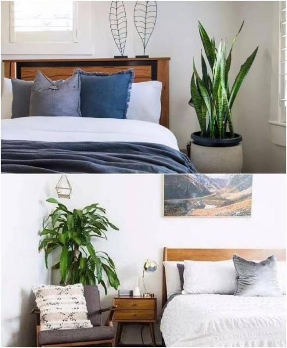 5 loại hoa hại, hoa này đặt trong nhà thường hoa suy người không vượng, cây cảnh có độc tính cao