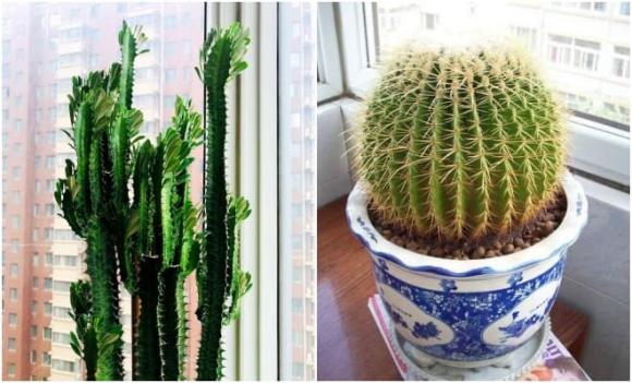 5 loại hoa hại, hoa này đặt trong nhà thường hoa suy người không vượng, cây cảnh có độc tính cao