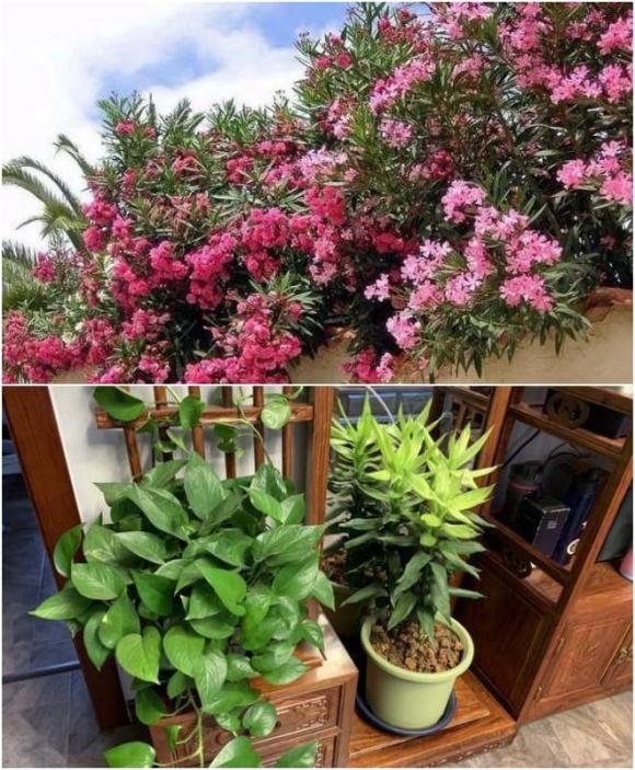5 loại hoa hại, hoa này đặt trong nhà thường hoa suy người không vượng, cây cảnh có độc tính cao