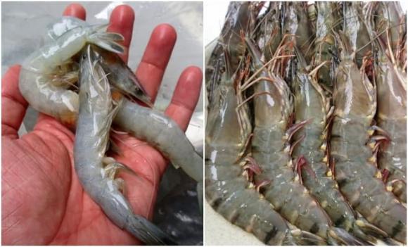 tôm nuôi, tôm tự nhiên, cách phân biệt tôm tôm nuôi và tôm tự nhiên