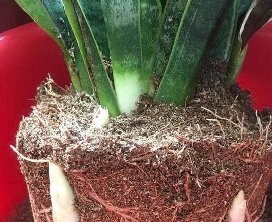 trồng hoa, mẹo trồng hoa, cách trồng hoa