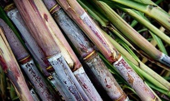 trái cây, mía, cửa hàng hoa quả