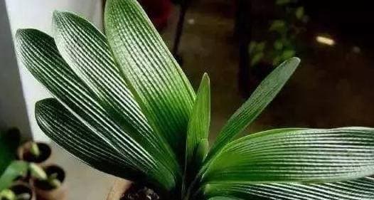 trồng hoa, mẹo trồng hoa, cách trồng hoa