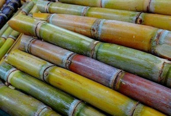 trái cây, mía, cửa hàng hoa quả