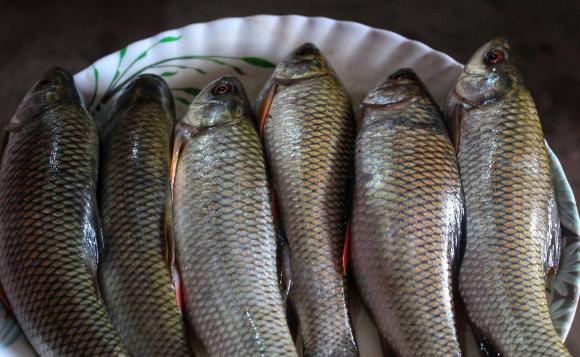 cá, bộ phận cá không nên ăn, an toàn thực phẩm