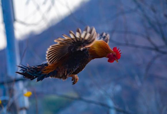 con rết, gà, tại sao gà không sợ rết