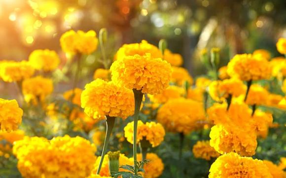 loại hoa đuổi muỗi, đuổi muỗi hiệu quả, những loại hoa đuổi muỗi hiệu quả
