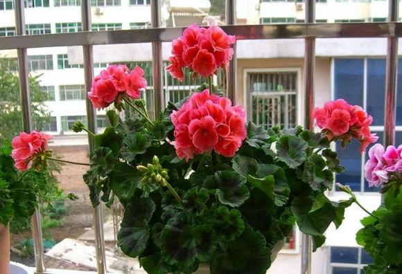 loại hoa đuổi muỗi, đuổi muỗi hiệu quả, những loại hoa đuổi muỗi hiệu quả