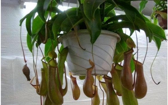 loại hoa đuổi muỗi, đuổi muỗi hiệu quả, những loại hoa đuổi muỗi hiệu quả