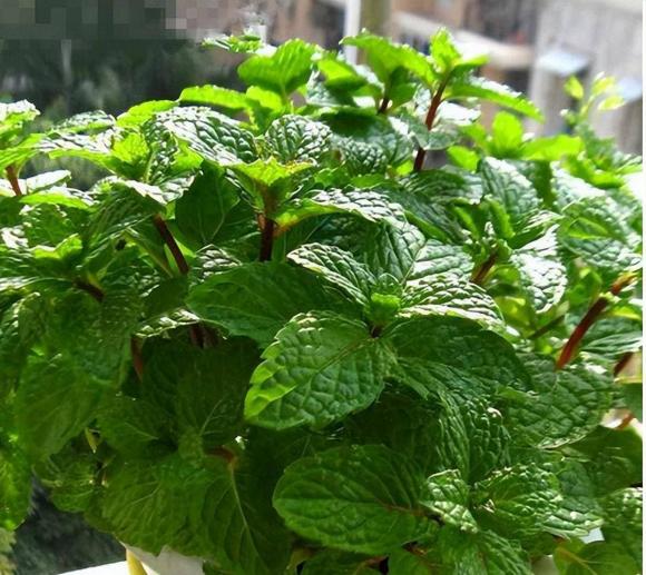 loại hoa đuổi muỗi, đuổi muỗi hiệu quả, những loại hoa đuổi muỗi hiệu quả