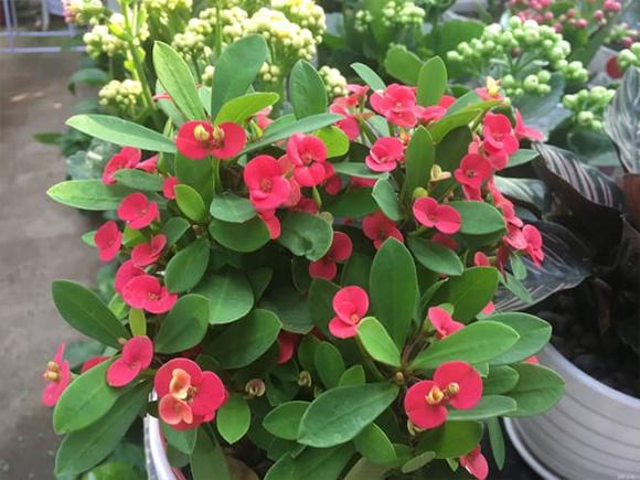 hoa thích hợp trồng ở ban công, hoa hồng, hoa thạch thảo, Dừa cạn, Hoa xương rồng bát tiên