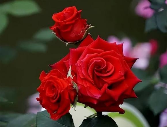 hoa thích hợp trồng ở ban công, hoa hồng, hoa thạch thảo, Dừa cạn, Hoa xương rồng bát tiên