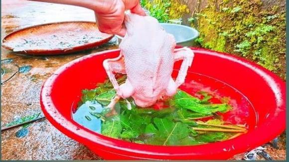 nhổ lông vịt, lá đu đủ, thịt vịt