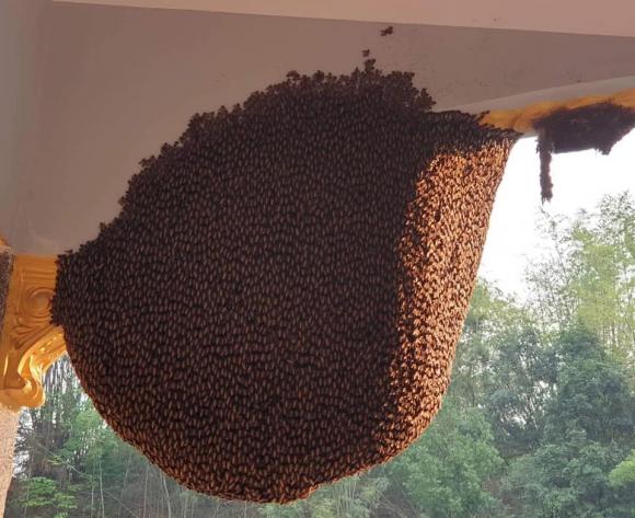 ong làm tổ trong nhà, ong làm tổ, ong bay vào nhà,