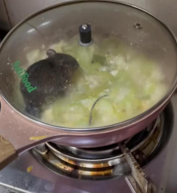 chuột chui vào đồ ăn, chuột ăn đồ ăn, con chuột
