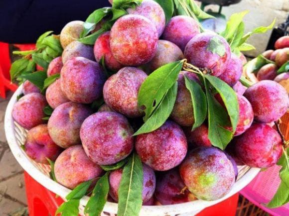 quả mận, mẹo chọn mận ngon, mùa mận
