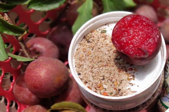 quả mận, mẹo chọn mận ngon, mùa mận