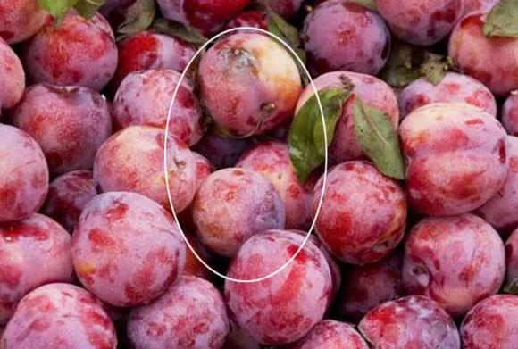 quả mận, mẹo chọn mận ngon, mùa mận