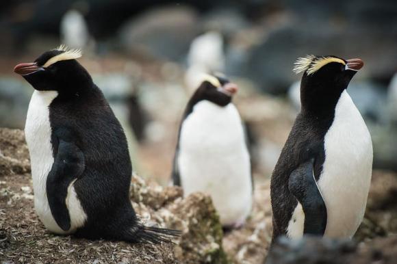 knowledge, penguin, crested penguin