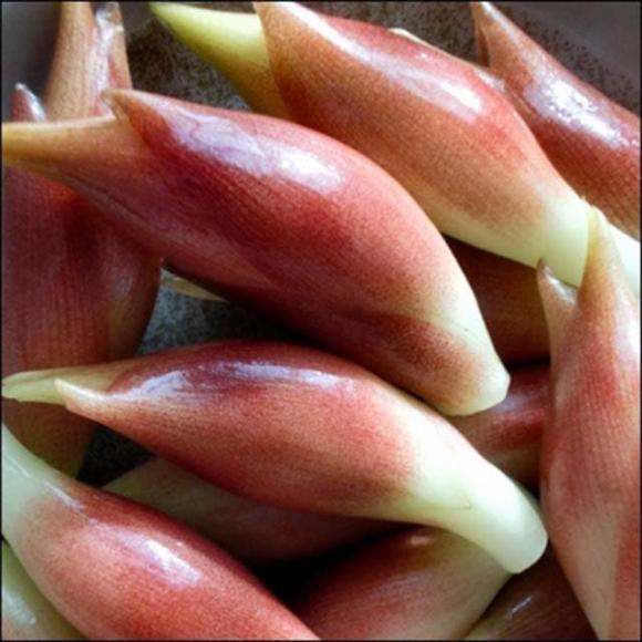 Gừng Myoga, nhân sâm Châu Á, nụ gừng Myoga