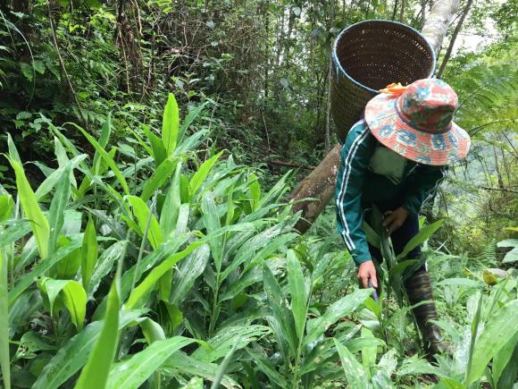 Gừng Myoga, nhân sâm Châu Á, nụ gừng Myoga