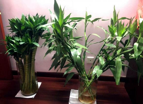 cây phát lộc, cây lộc phát