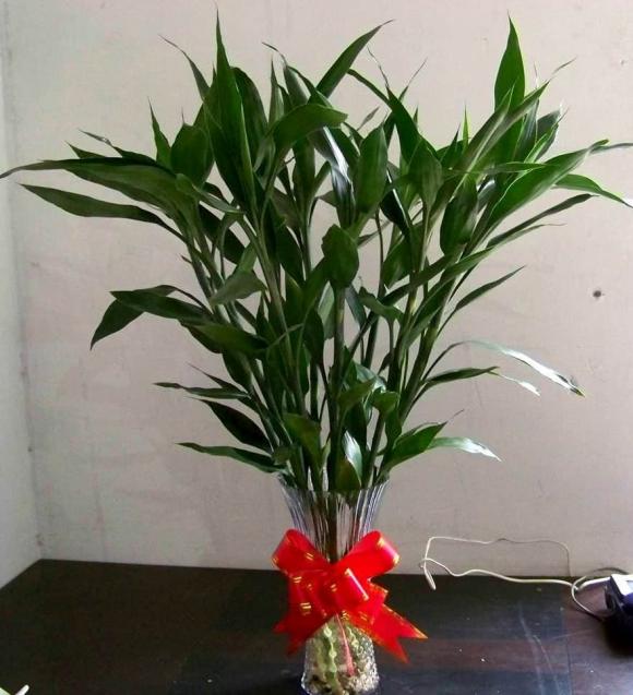 cây phát lộc, cây lộc phát
