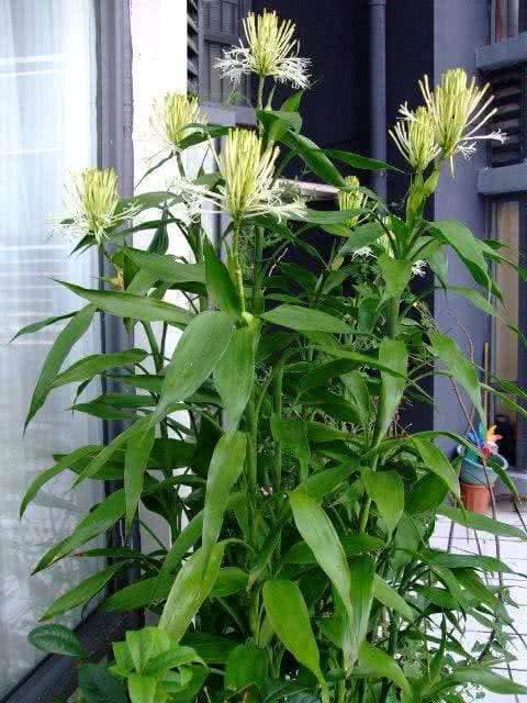 cây phát lộc, cây lộc phát