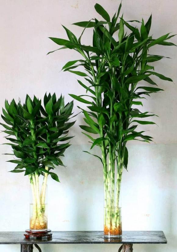 cây phát lộc, cây lộc phát
