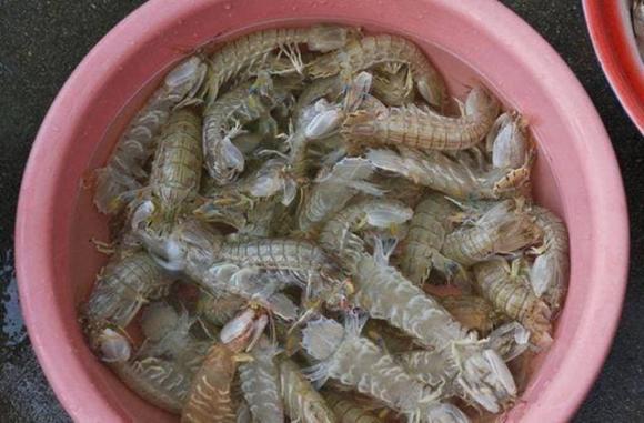 cách chọn bề bề, lưu ý khi chọn bề bề, trùm hải sản mách bạn cách chọn bề bề
