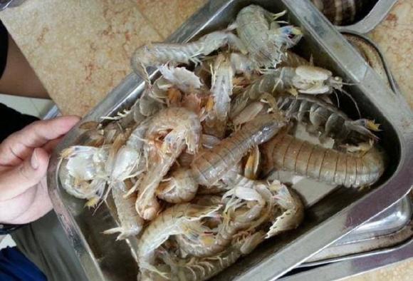 cách chọn bề bề, lưu ý khi chọn bề bề, trùm hải sản mách bạn cách chọn bề bề