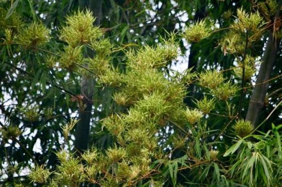 cây trúc nở hoa, điều xui xẻo, ong bay vào nhà, mèo lạ vào nhà, chim bay vào nhà