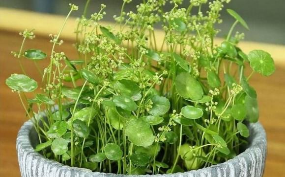 cây trúc nở hoa, điều xui xẻo, ong bay vào nhà, mèo lạ vào nhà, chim bay vào nhà