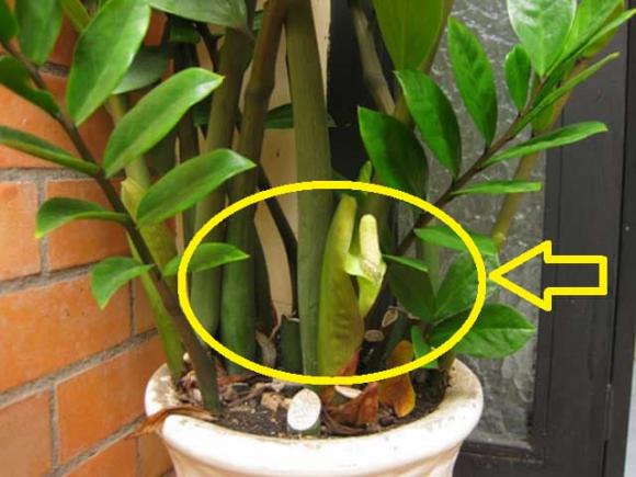 cây trúc nở hoa, điều xui xẻo, ong bay vào nhà, mèo lạ vào nhà, chim bay vào nhà