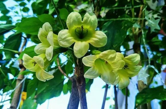 hoa cây cảnh, cây cối, cây độc, làm vườn